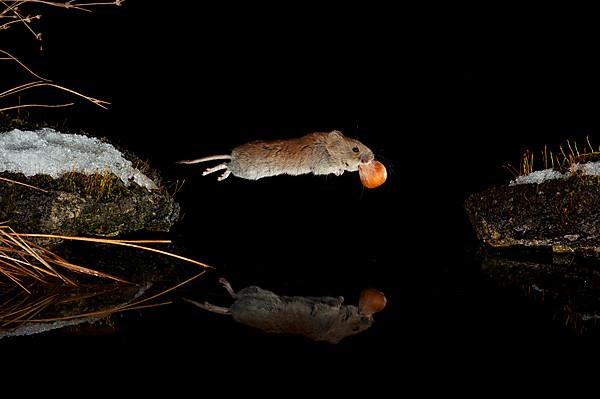 Bank vole,