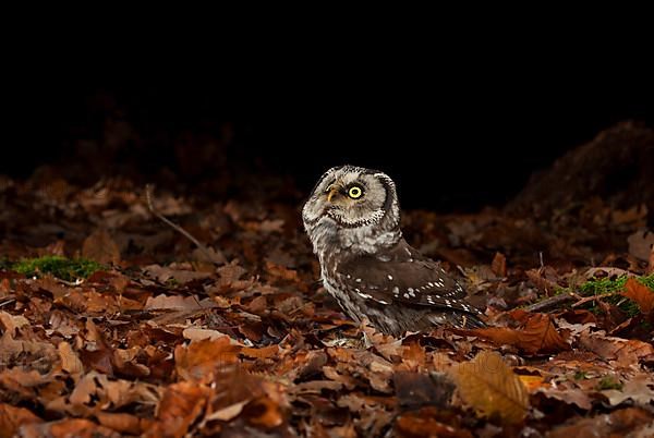 Tengmalm's owl,