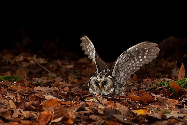 Tengmalm's owl,