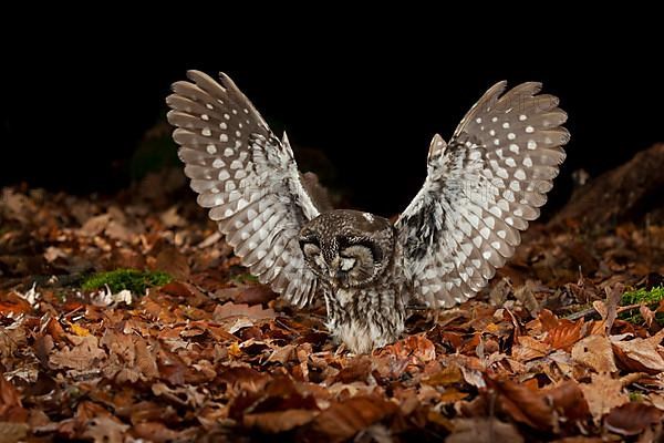 Tengmalm's owl,