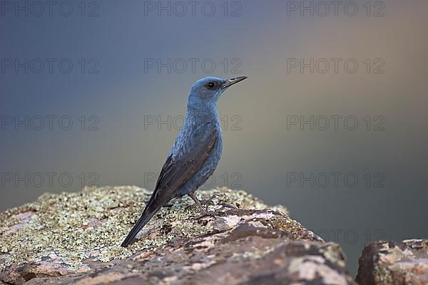 Blue Rock Thrush,