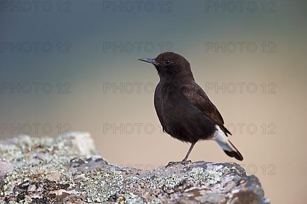 Black Wheatear,