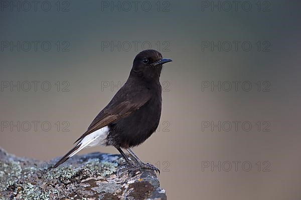 Black Wheatear,