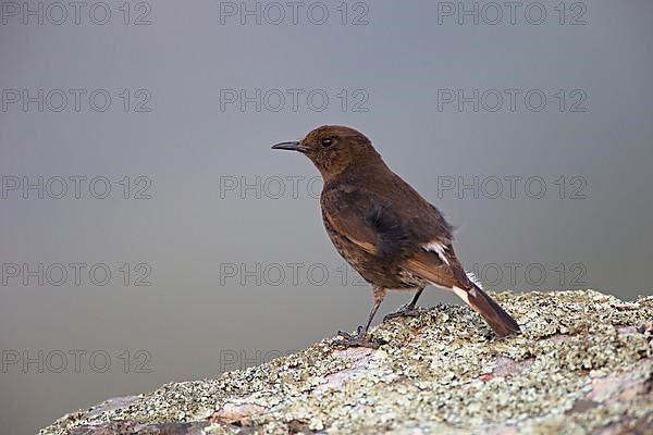 Black Wheatear,