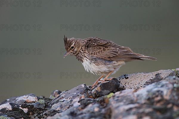 Thekla lark,