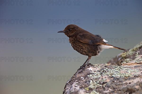 Black Wheatear,