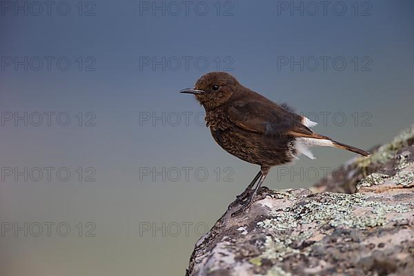 Black Wheatear,