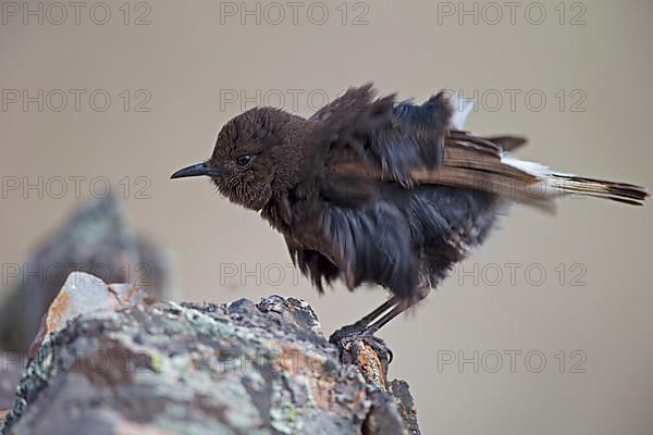 Black Wheatear,