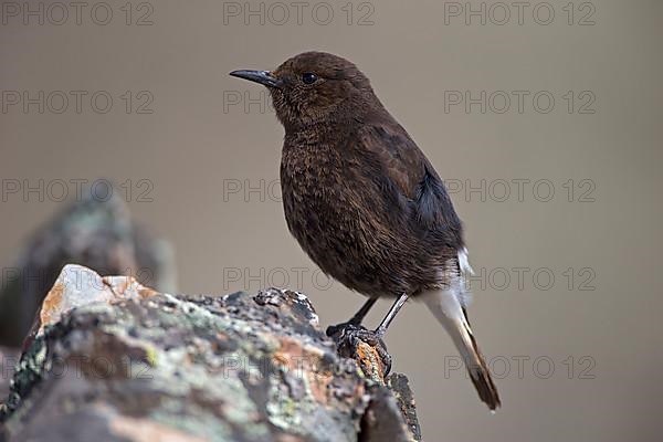 Black Wheatear,