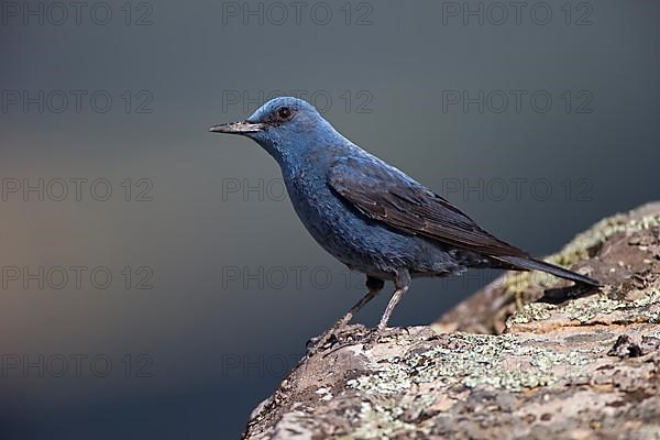 Blue Rock Thrush,