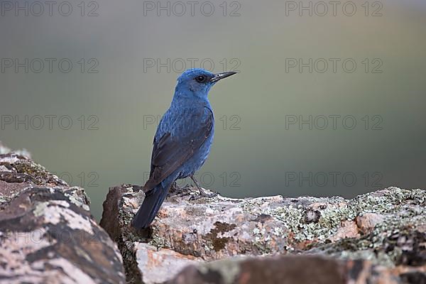 Blue Rock Thrush,