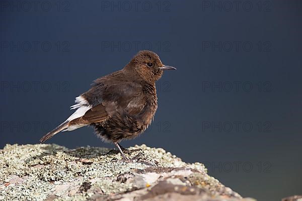 Black Wheatear,