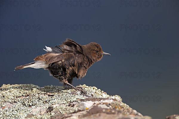 Black Wheatear,