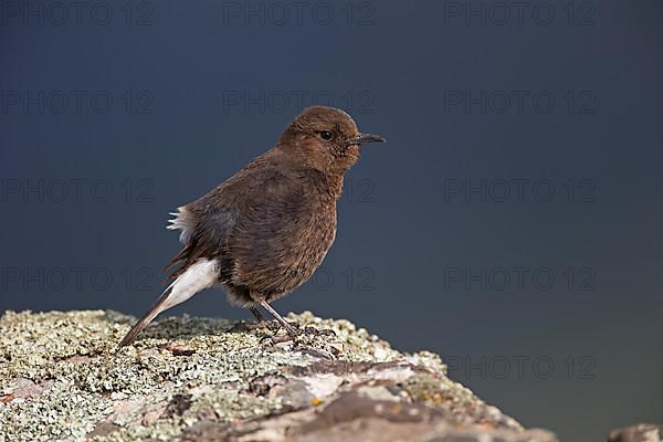 Black Wheatear,