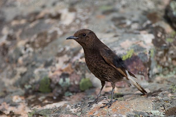 Black Wheatear,