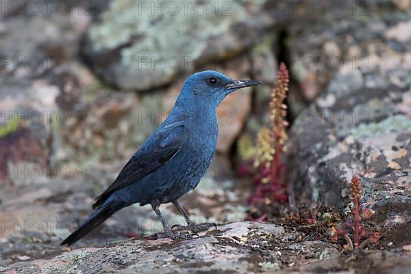 Blue Rock Thrush,