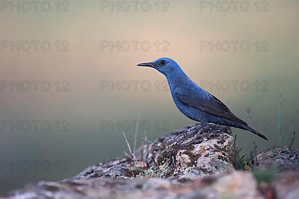 Blue Rock Thrush,