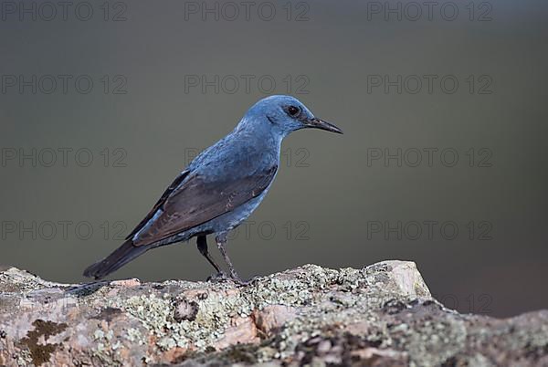 Blue Rock Thrush,