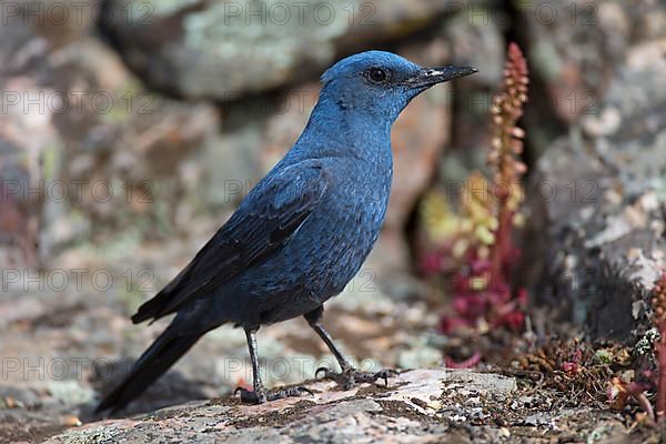 Blue Rock Thrush,