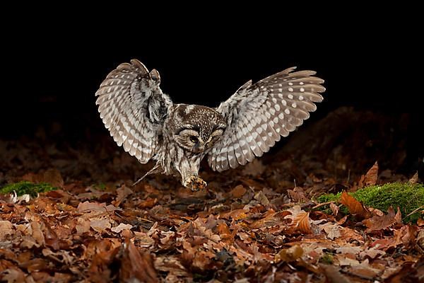 Tengmalm's owl,