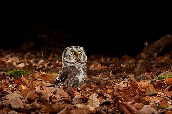 Tengmalm's owl,