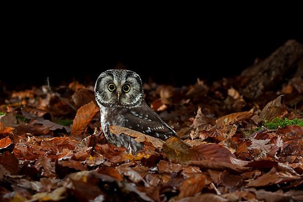 Tengmalm's owl,