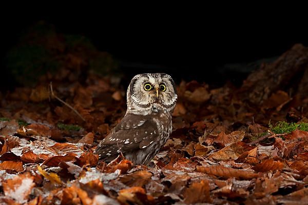 Tengmalm's owl,