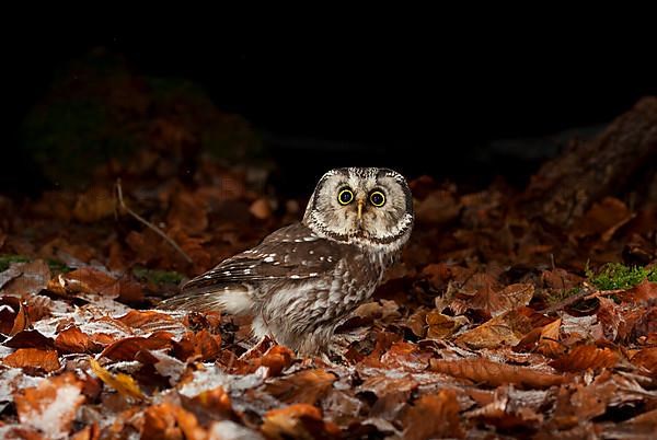 Tengmalm's owl,