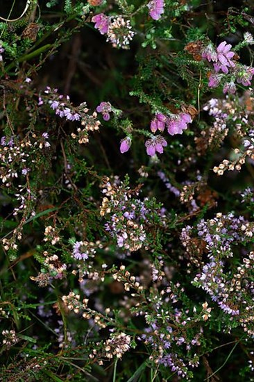 Common heather,