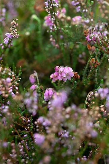 Common heather,