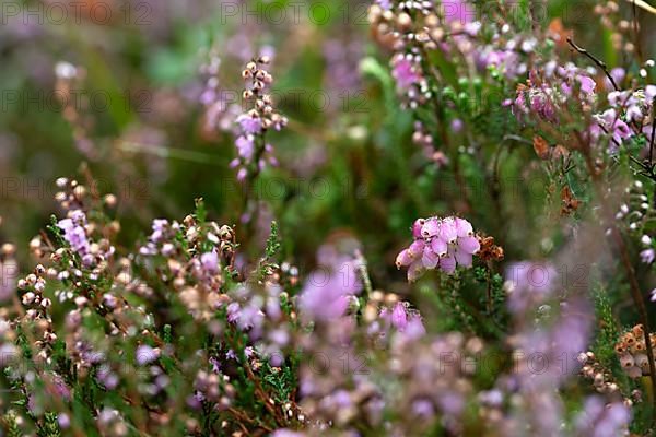 Common heather,