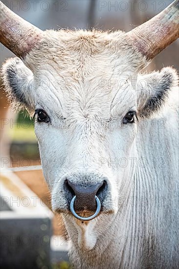 Hungarian Steppe Cattle or Hungarian Grey Cattle, Hungarian Szuerkemarha