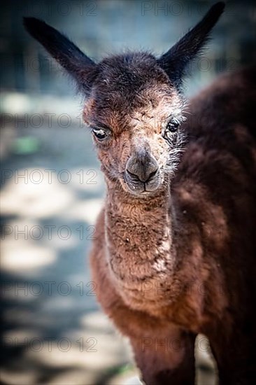 Brown alpaca,