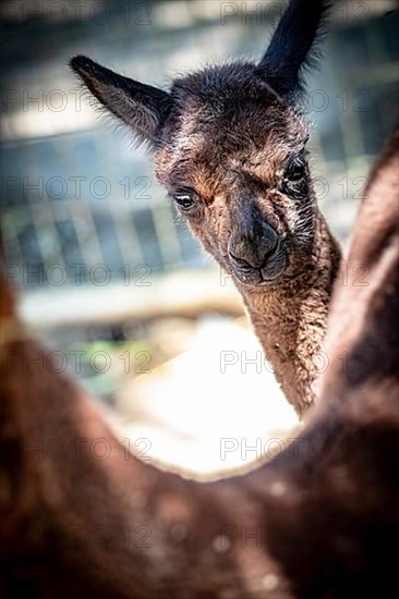 Cute brown alpaca,