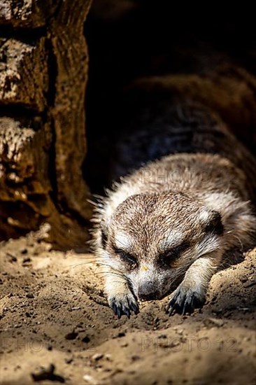 Young meerkats,