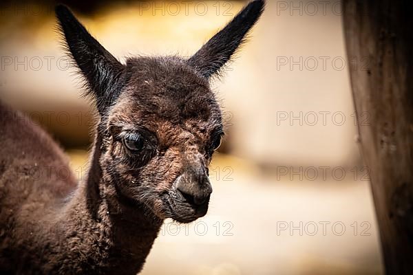 Brown alpaca,