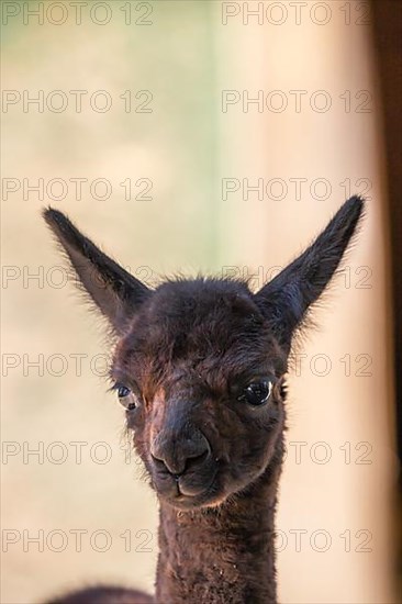 Cute brown alpaca,