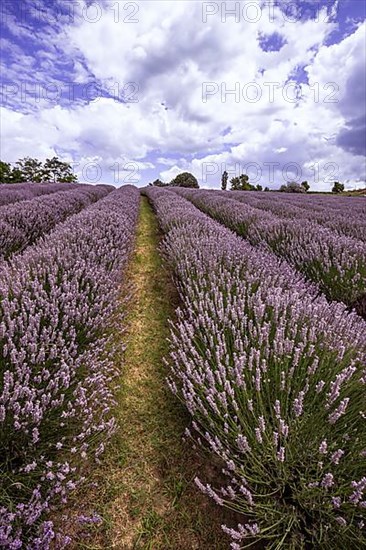 Lavender, purple flower