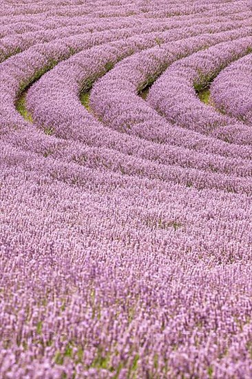 Lavender, purple flower