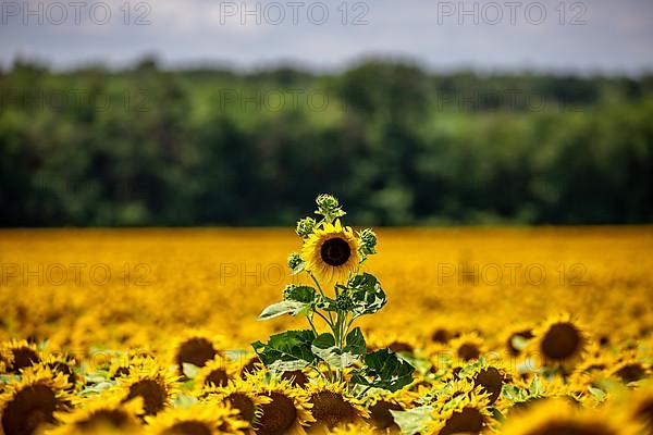 Sunflower,