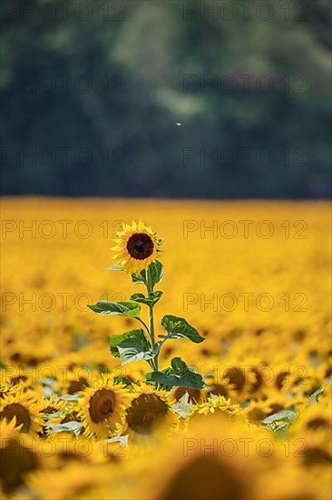 Sunflower,