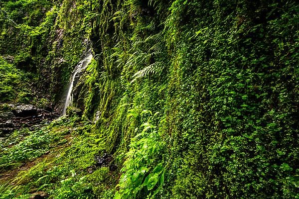 Waterfall at a green moss-covered cliff, the Burgbach waterfall near Schapbach in the Black Forest