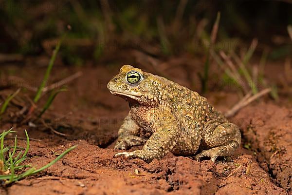 Natterjack toad,