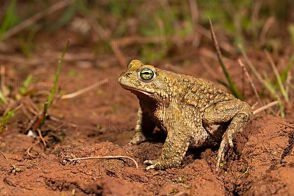 Natterjack toad,