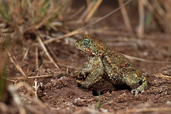 Natterjack toad,