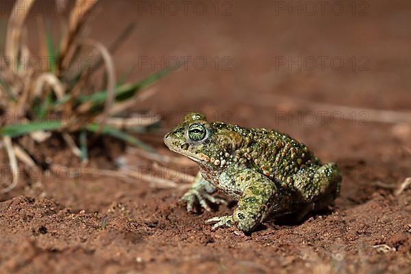 Natterjack toad,