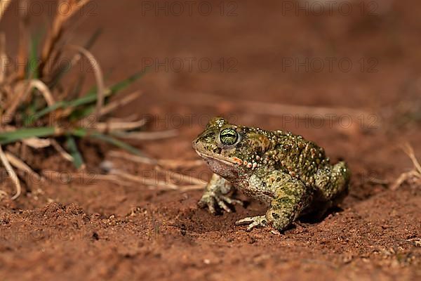 Natterjack toad,