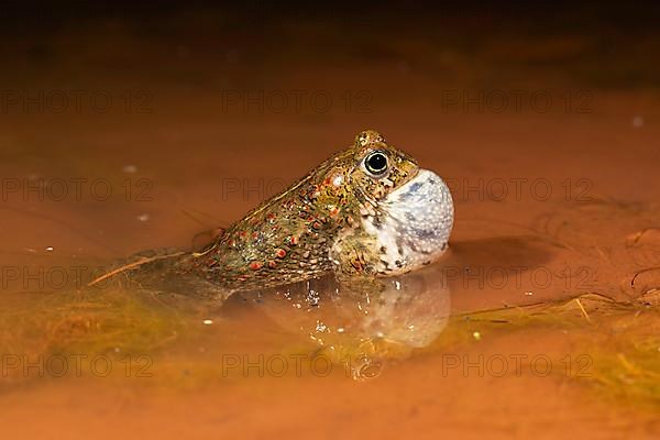 Natterjack toad,