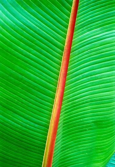 Ornamental Banana leaf in Kerala, South India