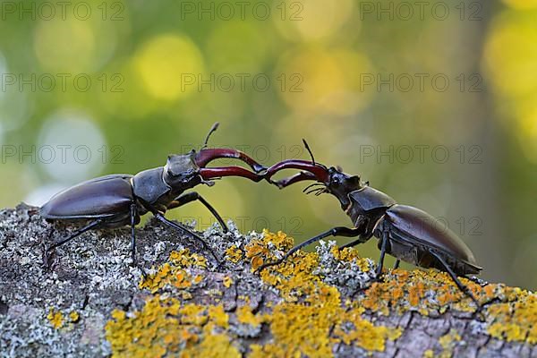 Stag beetle,